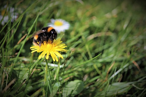 Bombus terrestris bumblebee sitting on a yellow flower